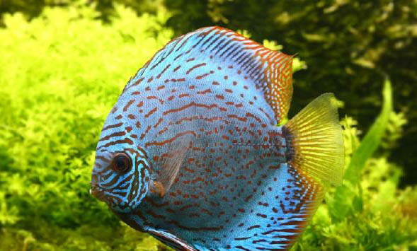 群養斑馬魚會自行繁殖嗎