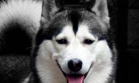 哈士奇犬懷孕要注意些什么