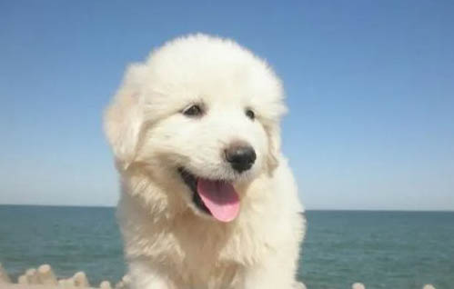 狗狗不能吃芒果嗎
