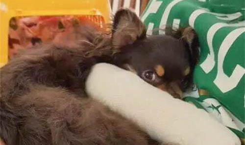 狗狗的用途種類有哪些