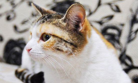 農村為什么喜歡飼養貓咪