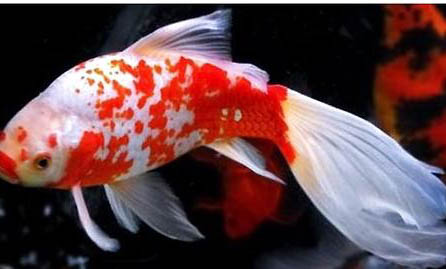 金魚頭上有白色絮狀物