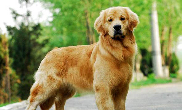 小狗的犬瘟的潛伏期一般多久