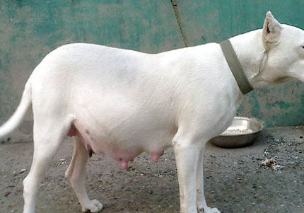 杜高犬好養(yǎng)嗎? ? ?