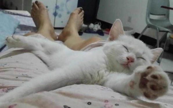 貓咪不停的打噴嚏流鼻涕