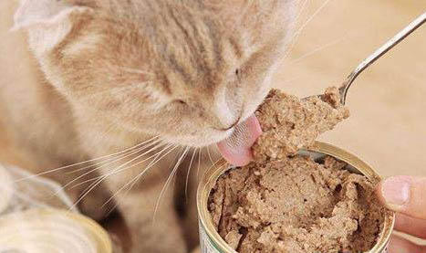 貓咪幾個月可以發腮