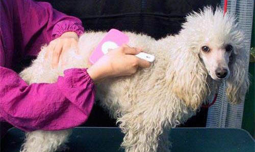 一般貴賓犬要多少錢一只