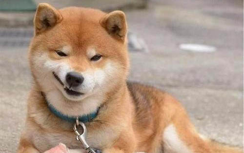 狗狗口有點臭是怎么回事