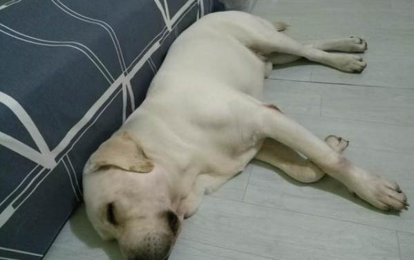 狗狗可不可以吃豬肝?