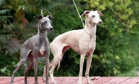 靈緹犬幼犬多少錢一只
