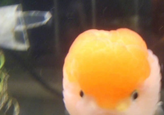 金魚可以和什么魚一起養