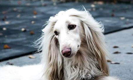 阿富汗獵犬拉稀帶血的原因及處理方法