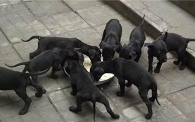 濟南犬舍哪個靠譜