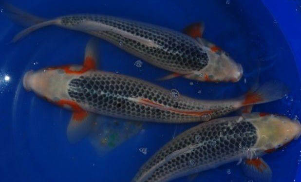錦鯉魚池一般多深