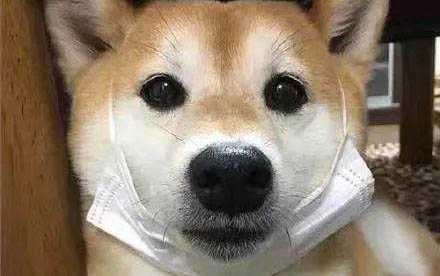 狗狗吃撐了肚子特別大怎么辦