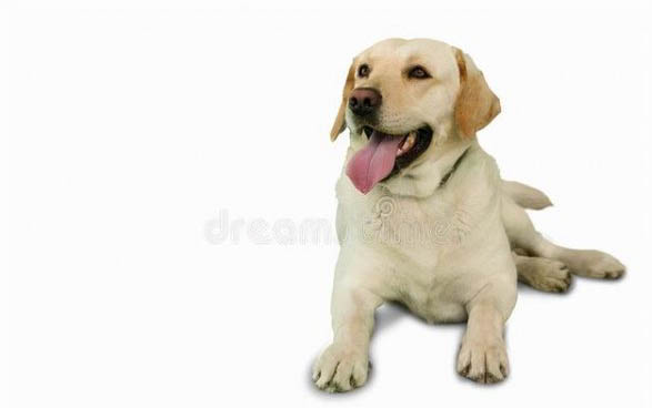 狗狗為什么老抖