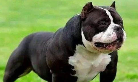 美國惡霸犬老喝水是什么原因