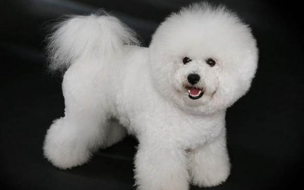 如何輕松幫助金毛犬遠離螨蟲傷害