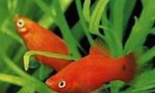 藍龍魚可以和哪些魚混養(yǎng)
