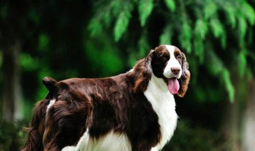 飼養(yǎng)英國史賓格犬的注意事項(xiàng)
