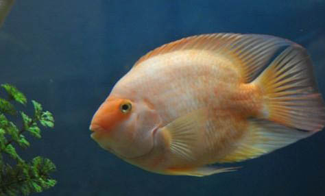 貓咪為什么想吃生魚(yú)
