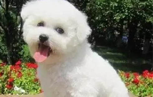 狗狗可不可以吃葡萄