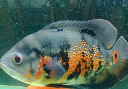 地圖魚(yú)產(chǎn)卵