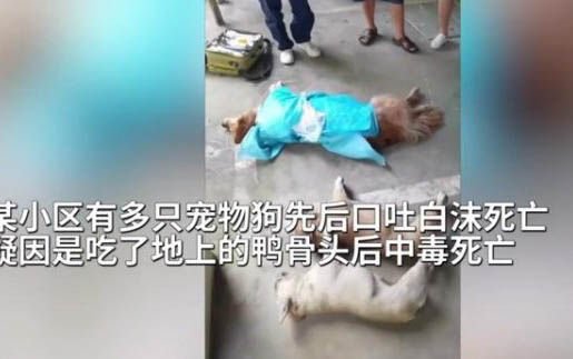 狗狗會不會咬主人