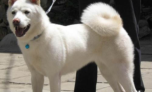 布列塔尼犬為什么流眼淚眼屎多？如何處理？