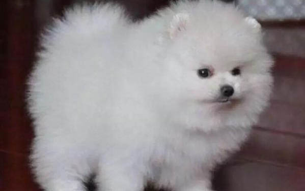 狗狗生產前有什么預兆