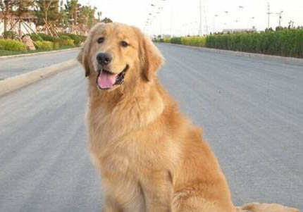 怎樣辨別金毛犬純不純?