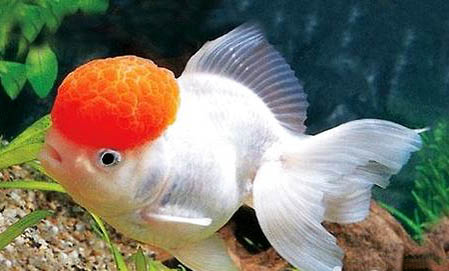 魚缸需要一直打氧嗎？