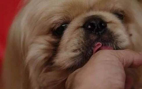 狗狗鼻子為什么會(huì)褪色？狗狗鼻子褪色原因