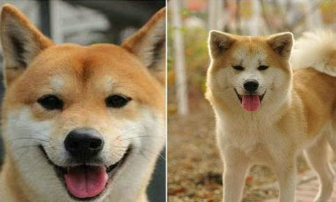 血統純正雄柴犬都吃什么