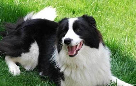 冰島牧羊犬吐了需要怎么辦