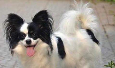 蝴蝶犬干咳的原因及處理方法