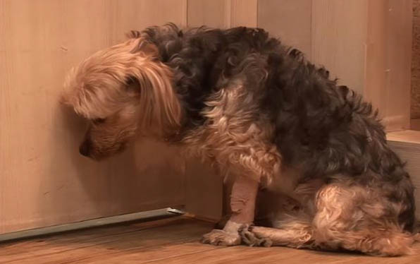 狗狗發燒摸哪里？