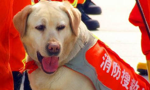 狗狗犬瘟到底持續多久