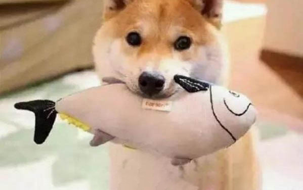 如何分辨豆柴和柴犬
