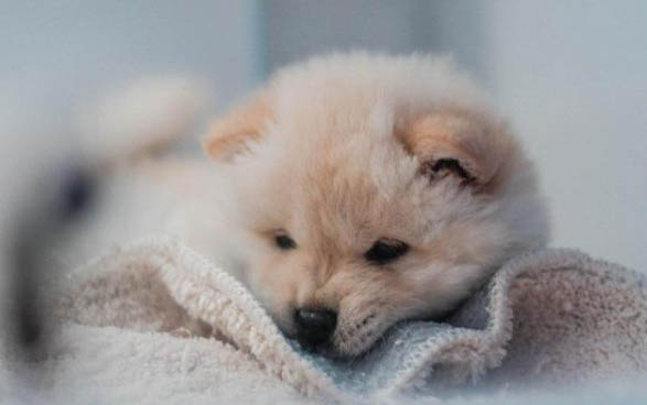 農村小狗斷奶后吃什么