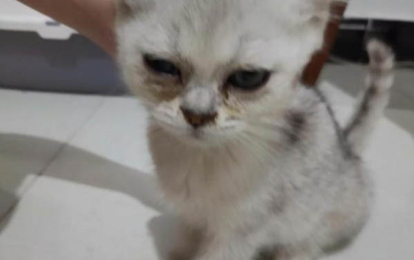 小貓喝羊奶粉拉稀是太濃了嗎