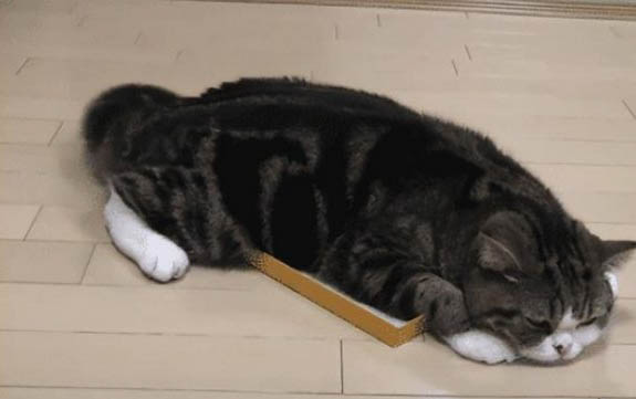 貓身上有跳蚤怎么辦啊