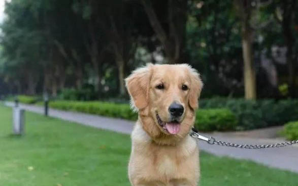 幼犬怎么喂食