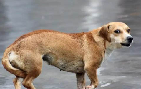 狗狗細小病毒感染怎么治療