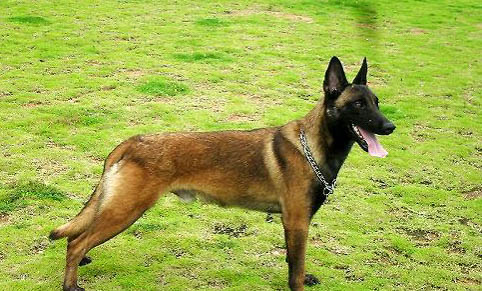 冬天如何為馬犬保暖