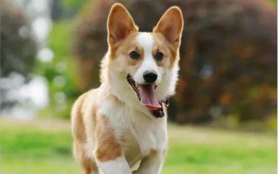 犬肺炎治愈要多久？