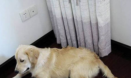 狗狗肚子上有黑點點是什么