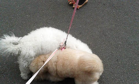 狗狗咳嗽像卡住了一樣怎么辦