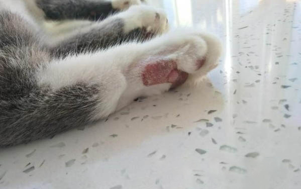 小貓三個月換牙正常嗎