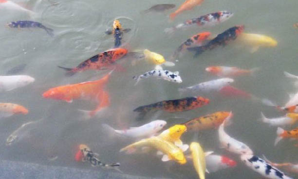 正確的錦鯉喂食方法
